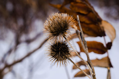 Close-up of wilted plant