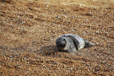 High angle view of crab on sand