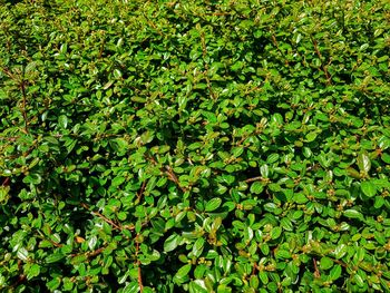 Full frame shot of fresh green plants