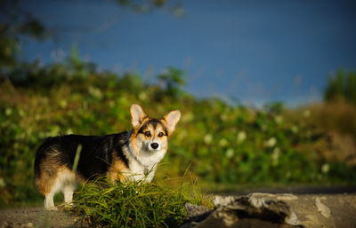 Portrait of dog on field