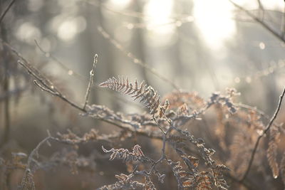 Close-up of frozen plant