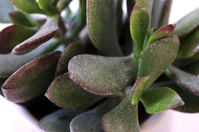 Close-up of succulent plant