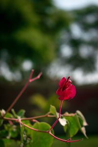 Close-up of red rose