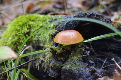 Close-up of mushroom growing on field