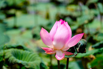 Close-up of pink lotus blooming outdoors