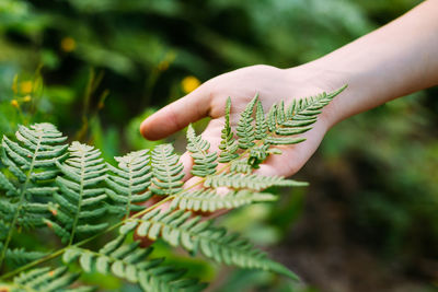 Close-up of hand touching fern leaves