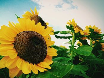 Close-up of sunflower against sky