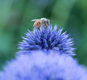 Close-up of bee pollinating on purple flower