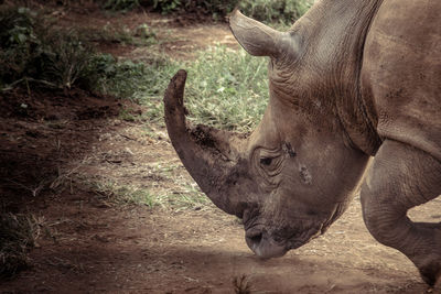 A close up head shot of a rhinoceros horns