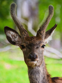 Close-up portrait of deer