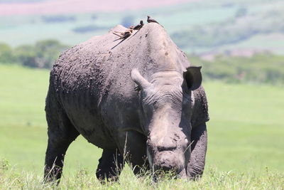 View of horse on field