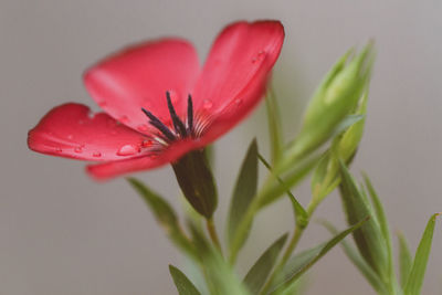 Close-up of red flower against white background