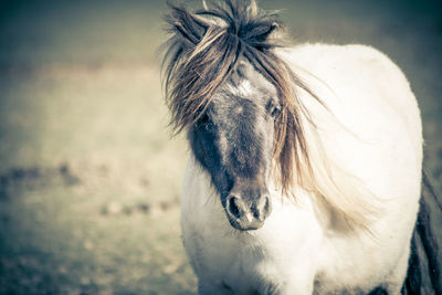 Portrait of horse on field