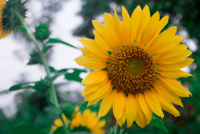 Close-up of sunflower