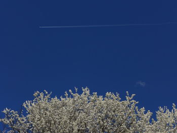 Low angle view of white flowering plant against blue sky