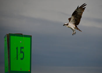 Close-up of seagull flying