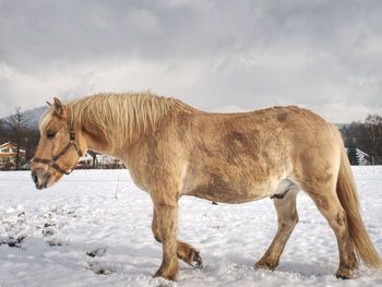 Well-fed light horse breed isabella rake frozen grass under the snow. snowy meadow in countryside.