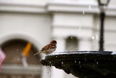 Bird in water