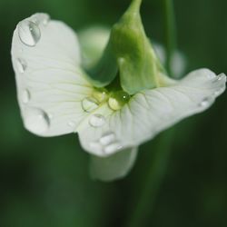 Close-up of white flower