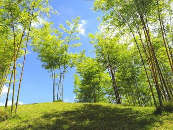 Low angle view of trees in forest against sky