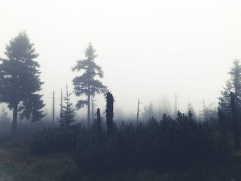 Pine trees in forest against sky