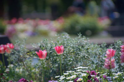 Close-up of pink flowering plants in park