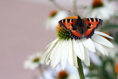 Close-up of butterfly pollinating on flower