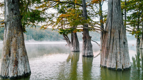 Scenic view of lake in forest