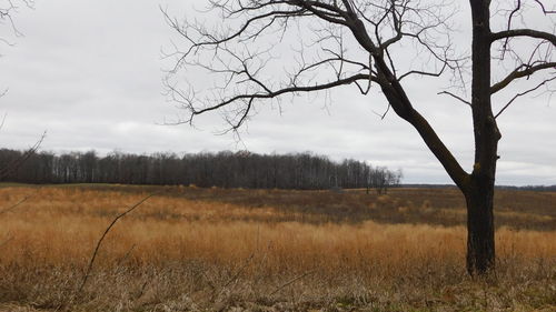 Bare trees on field against sky