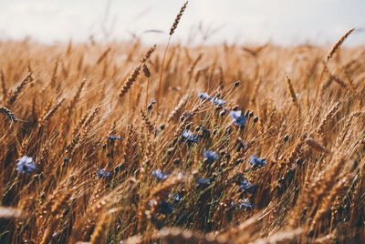 Close-up of plants on field