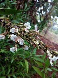 Close-up of plant against blurred background