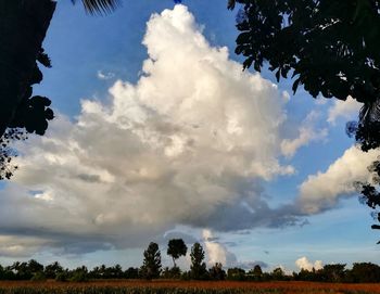 Low angle view of trees against sky