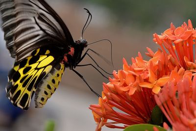 Close-up of butterfly perching on red flower
