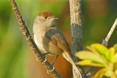 Close-up of bird perching on branch