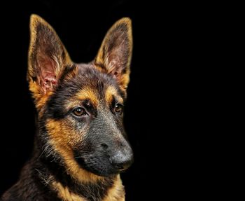 Close-up portrait of a dog over black background