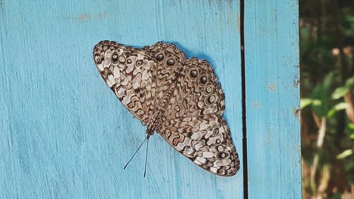 Close-up of wooden plank
