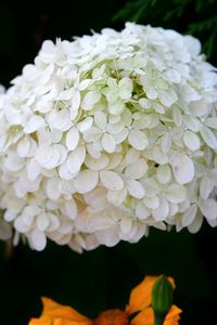 Close-up of white hydrangea flowers