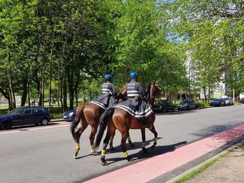 Horse riding horses