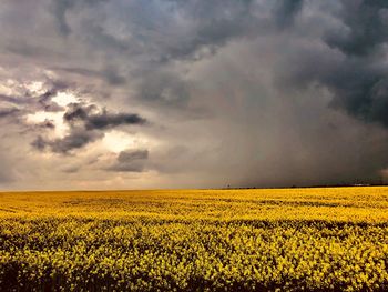 Scenic view of oilseed rape field against sky