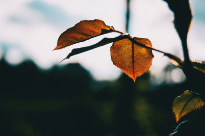 Close-up of dried autumn leaf against sky