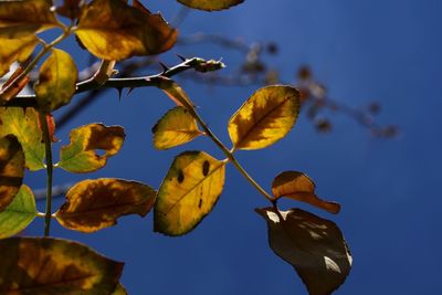 Low angle view of plant against blue sky