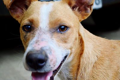 Close-up portrait of dog