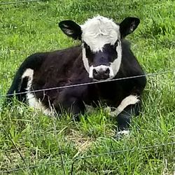 Close-up of cow on field