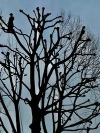 Low angle view of silhouette bare tree against clear sky