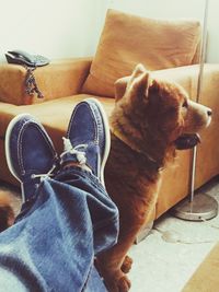 Dog resting on sofa