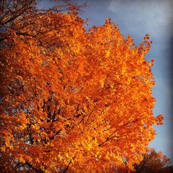 Low angle view of autumn trees