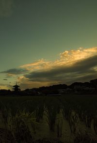 Scenic view of agricultural field against sky during sunset