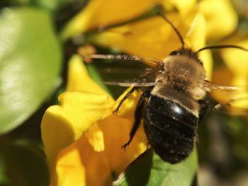 Close-up of insect on flower