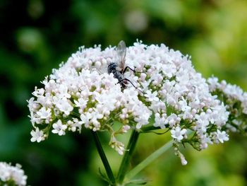 Close-up of insect on white flowering plant