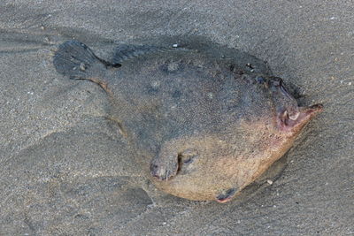 High angle view of fish underwater